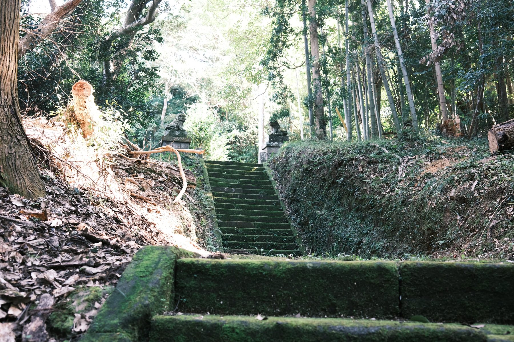 狛犬が並ぶ神社参道の石段。周囲の緑や参道の広がりとともに見える