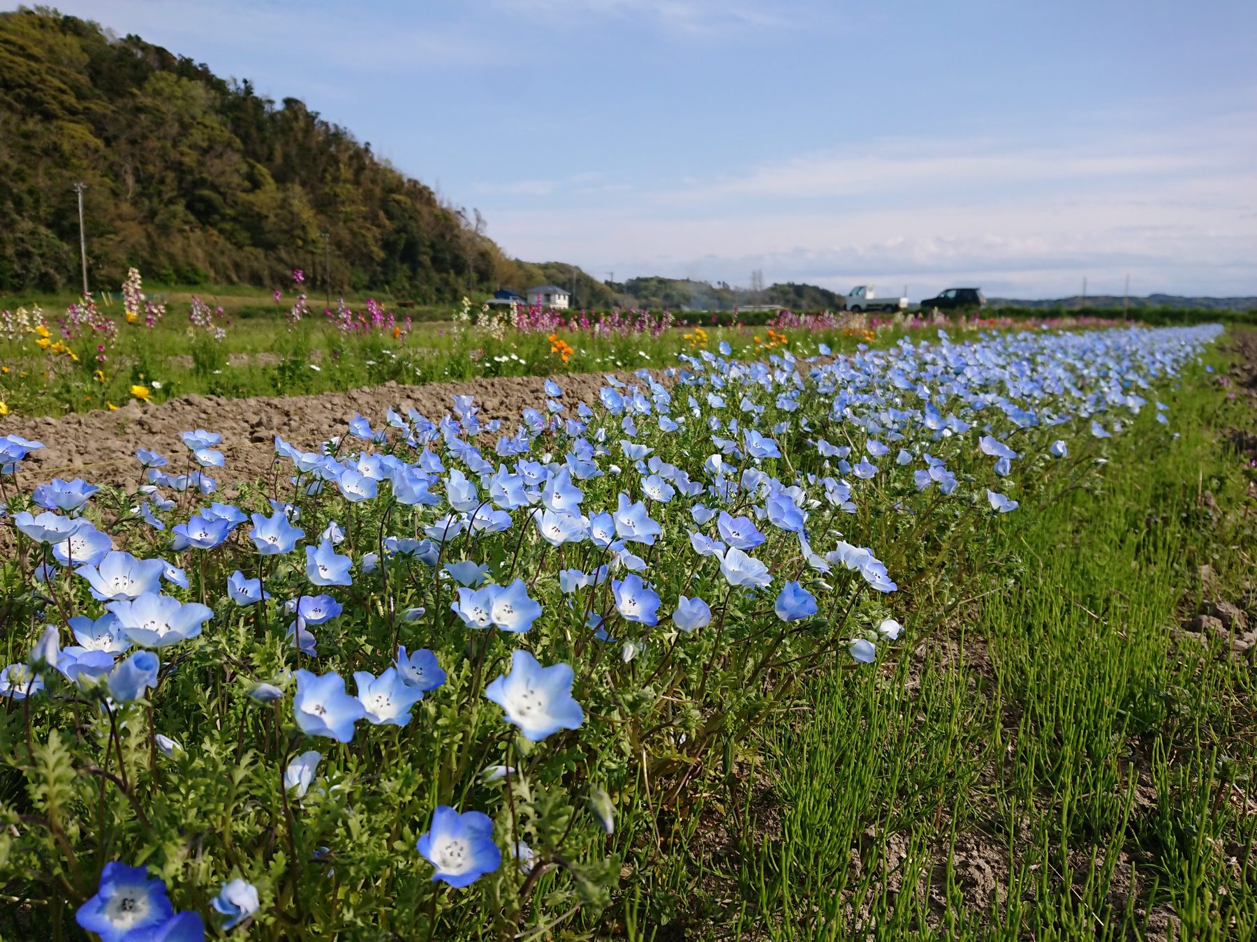 空と山を背景に一面に広がるネモフィラ畑。遠くに軽トラが停まっている
