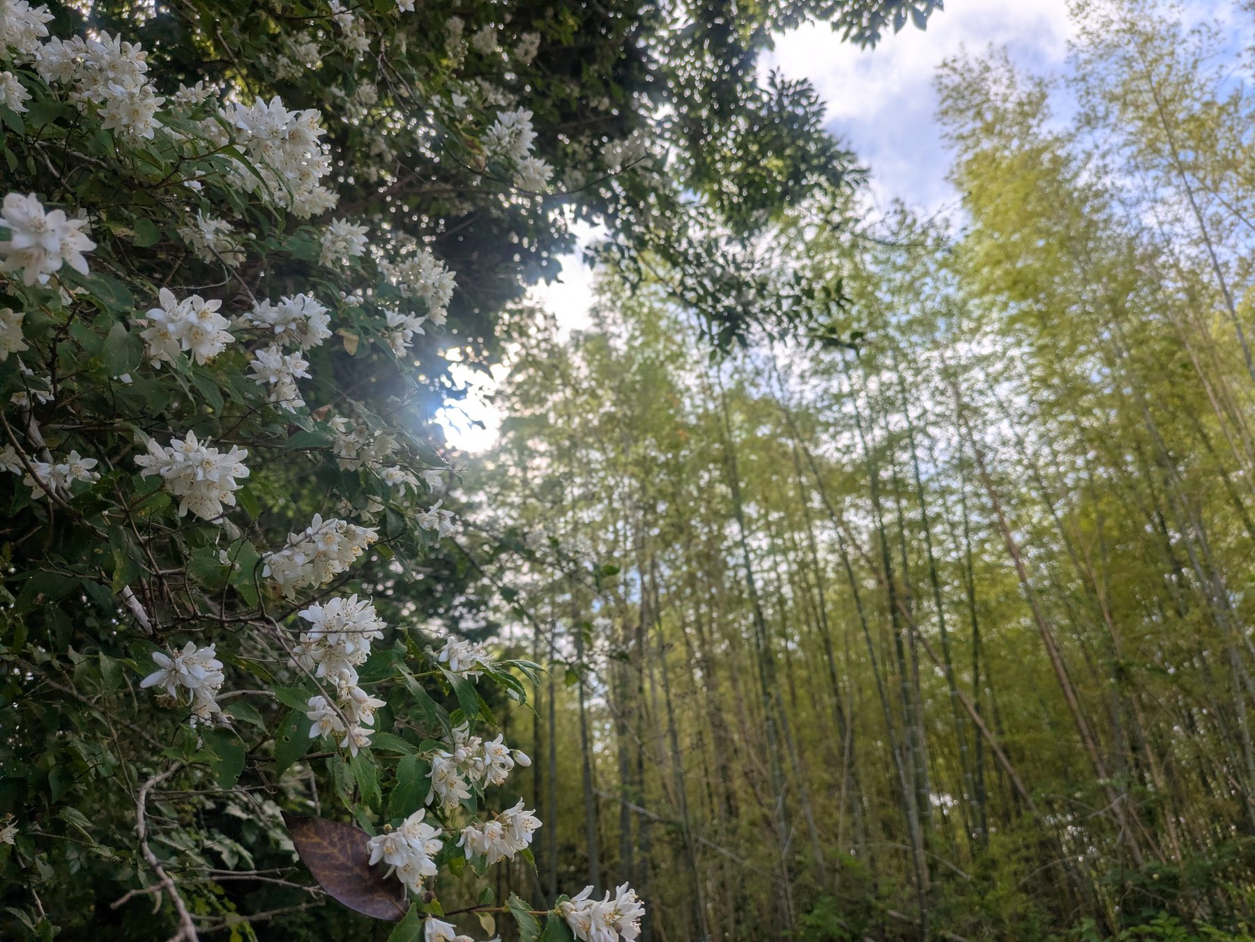 白い花の向こうに竹林が広がり、木漏れ日が差し込む風景